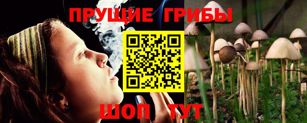 Псилоцибиновые грибы Psilocybine cubensis Унеча
